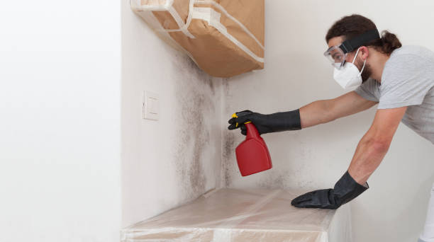 Professional Basement Mold Remediation technician working in Centerport, NY